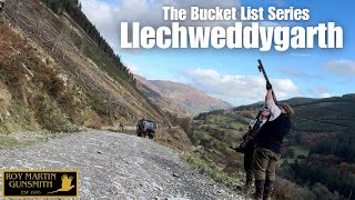 Extreme Welsh Pheasant Shooting At Llechweddygarth [upl. by Norrag]