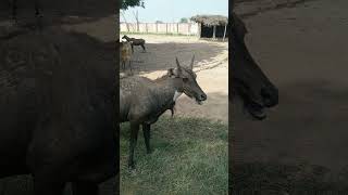 Zoo Tour Meet the Amazing Animals  Wild Wonders A Day at the Zoo  Rahim Yar Khan Wild Life Park [upl. by Catina611]