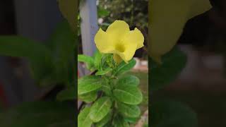 Beautiful Alamanda flowers for divine Mother [upl. by Mosera6]