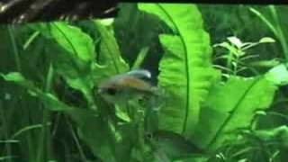 Congo Tetra Fish Breeding [upl. by Durwyn]