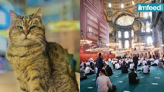 This Adorable Cat Lives in the Ayasofya Masjid [upl. by Clance]