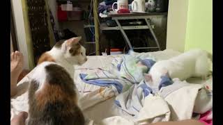 Sneaky Blind Cat Annoying the Roommate [upl. by Roehm]