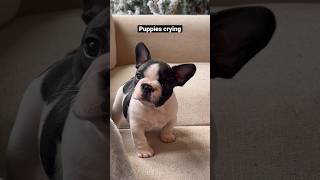 Puppies crying compilation  saddest French Bulldog puppies 😭 shorts puppy dogs pets viral [upl. by Aicilet410]