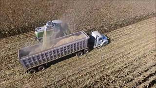 Grooters Feedyard Earlage Harvest 2017 [upl. by Atiral112]