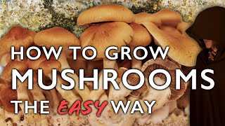 How to Grow Mushrooms from Scratch the Easy Way A StepbyStep Guide to Mushroom Cultivation [upl. by Ettenej493]