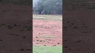 DEER 🦌🌳🌧️ Bro Has a beautiful view short shorts deer nature backyard fyp fypシ゚viral [upl. by Eudoca]