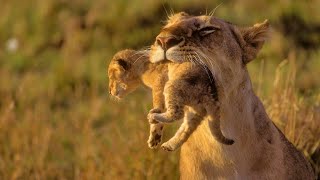 Animals of Africa  HD Documentary  David Attenborough [upl. by Engle]