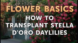 How to Transplant Stella dOro Daylilies [upl. by Lombardy]