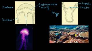 Phylum Cnidaria  Animal kingdom  Biology  Khan Academy [upl. by Phares]