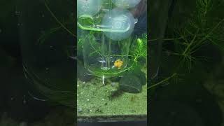 pleco eggs fishtank fish aquarium freshwateraquarium aquascape fishkeeping nature aquatic [upl. by Debee656]