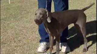 Weimaraner German Hunting Dog [upl. by Esilahc]