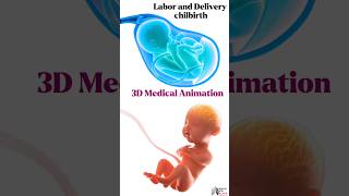 Labor and Delivery chilbirth medical animation 3d short Biology with Aliya [upl. by Rodmann]