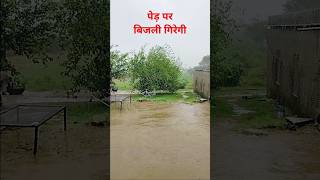 अचानक बिजली गिरी पेड़ पर shortvideo bijli [upl. by Nnahtur]