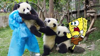 Can Panda and Spongebob REALLY Work Together in Real Life  Funniest Cats And Dogs Videos [upl. by Nino]