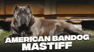 American Bandogge Mastiff Unveiling The Mystery of Regal Beast [upl. by Natica451]