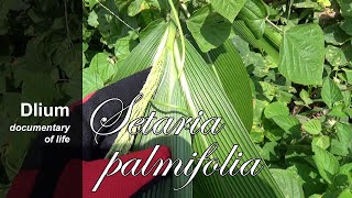 Palmgrass Setaria palmifolia  part 3 [upl. by Anayia959]