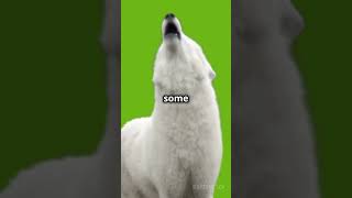 Why do dogs howl dog facts shorts [upl. by Wieche]