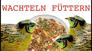 Wachtelfutter  Die besten Tipps für die Fütterung von Wachteln  mit Futter vom WachtelShop [upl. by Lokin]