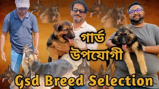 German Shepherd Guard dog selection Best guard dogGsd puppy priceDog farm in Bangladesh gsdbd [upl. by Nahoj]