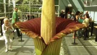 Amorphophallus Titanum [upl. by Stamata]