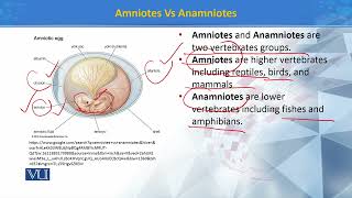 Amniotes vs Anamniotes  Principles of Systematics  ZOO511TTopic200 [upl. by Nesiaj]