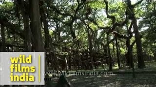 Over 250 year old Great Banyan tree in Kolkata [upl. by Lari]