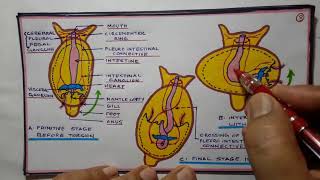 Tortion and detortion in gastropods [upl. by Nomannic915]