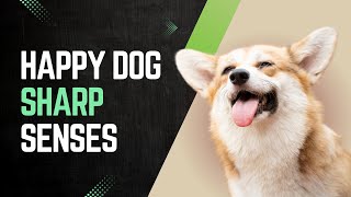 Boost Your Dogs Senses Easy Enrichment Tips for a Happier Pet happydog happydoglife [upl. by Amees]