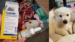 How to Give a Puppy a Liquid Oral Antibiotic [upl. by Lucey776]