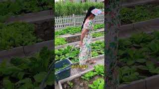 Cleaning and beautiful garden gradening backyardgarden garden beautifulgarden [upl. by Sliwa]