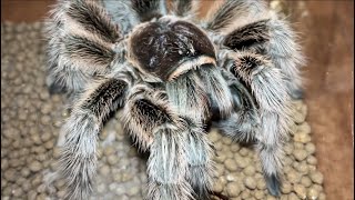 Rose hair tarantula Grammostola rosea feeding black cricket [upl. by Nillor828]