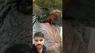 hathi ko khilaya tarbuj elephant funny funnyanimals wildlife animals subscribe my YouTube [upl. by Oesile]