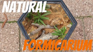 How to Build an Ant Farm Natural Formicarium DIY Tutorial [upl. by Franny]