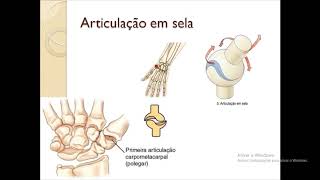 articulações sinoviais [upl. by Ecnarwal]