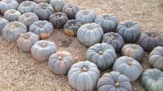 Jarrahdale BlueGrey Pumpkin Squash at Mr Bones Pumpkin Patch in Culver City CA [upl. by Annehs]