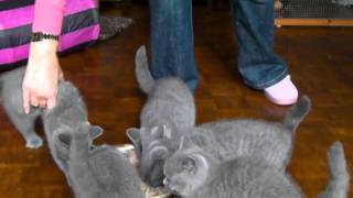 12 week old kittens enjoying their dinner [upl. by Pineda239]