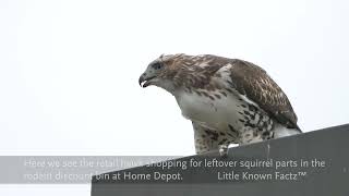 20240920 Redtailed Hawk with fresh kill Home Depot parking lot Glastonbury CT [upl. by Dlorrej]