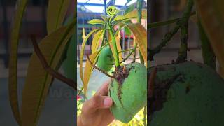 Watch Until The End This Is How To Plant Mango From Fruit So Easy gardening mangotree [upl. by Benedikta]