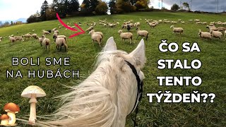 Ako je na tom Axel 🦄 boli sme na hubách 🍄  video so psami a koňmi  jazdenie na koni [upl. by Cormack]