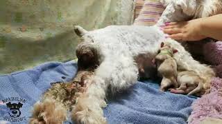 Biancas Amazing Birthing of Schnauzer Babies 10042018 [upl. by Maryjo]