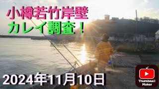 小樽若竹岸壁 カレイ調査！ 2024年11月10日 [upl. by Kacie]