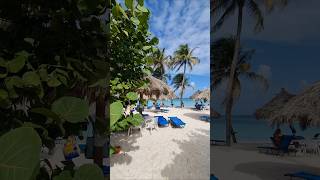 aruba viral nature natureshorts youtubeshorts video fyp caribbean 🇦🇼 [upl. by Chun492]