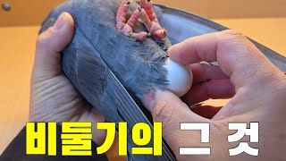 비둘기의 그 것 드디어 먹었습니다 그 것 맛 리뷰 [upl. by Aicire]