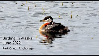 Birding in Alaska 2022  Part One Anchorage [upl. by Amsirahc]