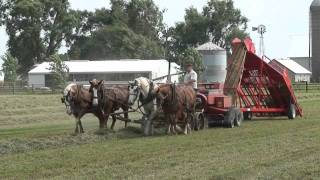 Baling Hay With Horses and Norden Mfg 1534 Hay Accumulator [upl. by Thrasher]