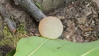 Moth egg on a leaf [upl. by Philender]