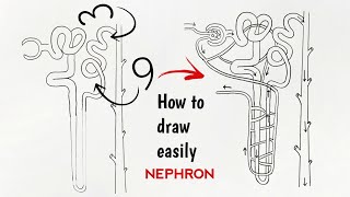 How to draw Nephron diagram easily step by step for beginners class 10 [upl. by Ilzel107]