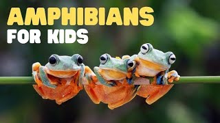 Amphibians  Educational Video For Kids  Amphibians Animals Names with Pictures [upl. by Ekard416]