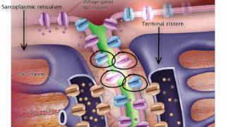 ExcitationContraction Coupling [upl. by Annairba]