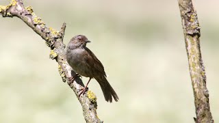 Dunnock singing [upl. by Eldrida]